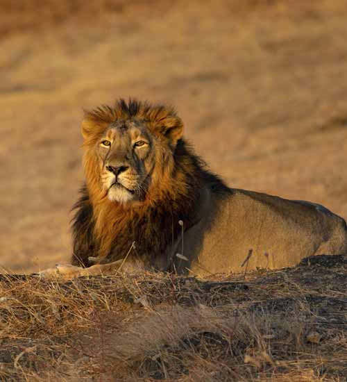 Gir & Runn of Kutch Wildlife Safari
