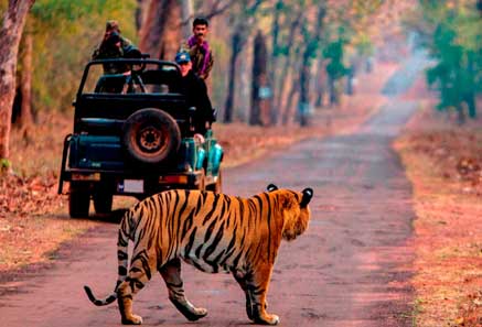 Wildlife Safari in Ranthambore